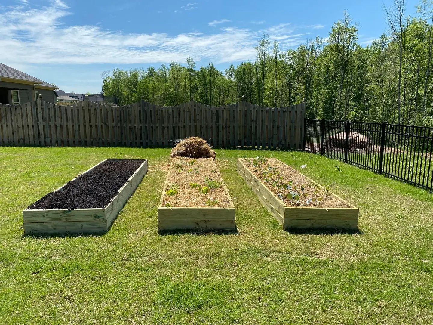 Three filled timber raised beds with young plants on a sunny lawn.